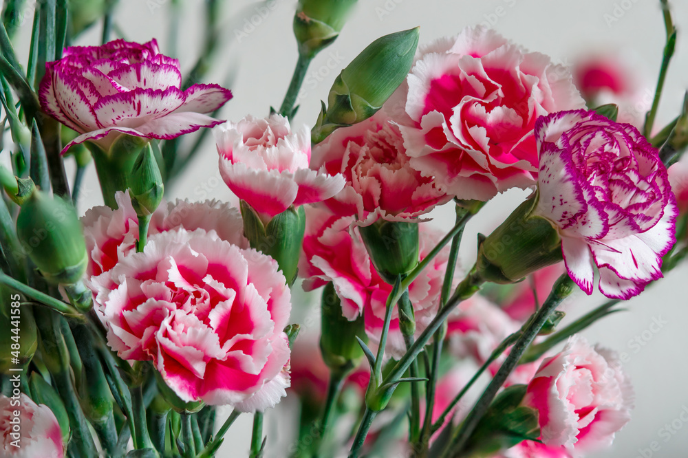Beautifull carnation flowers bouquet from holland photo made outside Beautifull carnation flowers bouquet from holland photo made outside