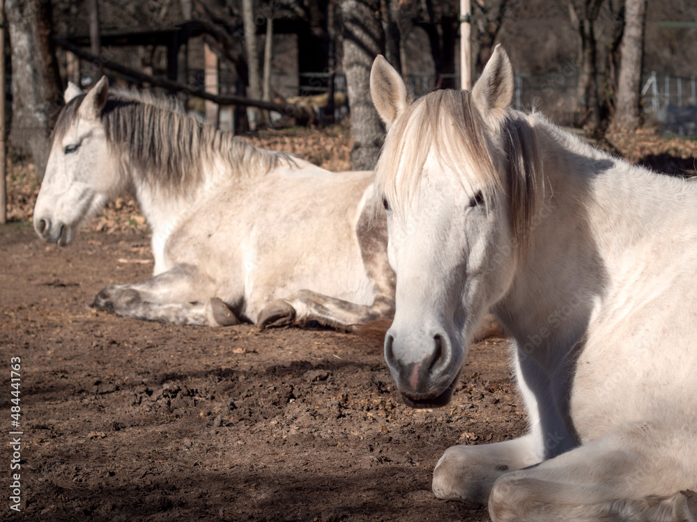 Fototapeta premium White andalusian mare, portuguese horse breed looking at camer, resting in the winter sun.