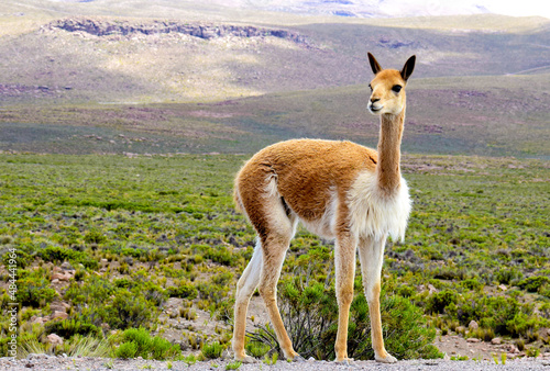 Portrait of a wild vicuna in the Arequipa region in the south of Peru photo