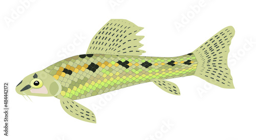 Abbotin (Latin Abbottina) is a genus of ray-finned fish in the family Cyprinidae. Chinese false minnow.