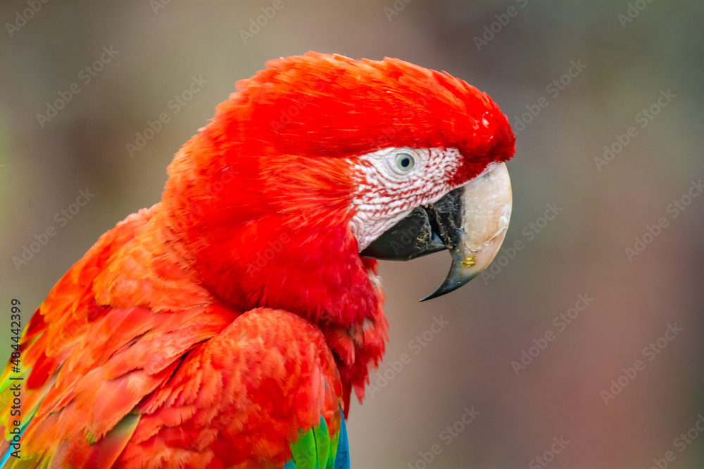 close up of a scarlet macaw