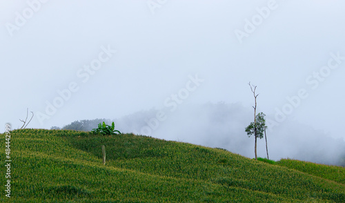 tree on green mountain with fog