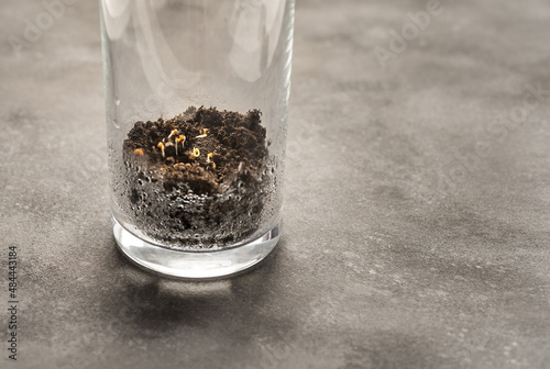 protection of sprouts from an unfavorable environment. plants in a glass on a gray background photo