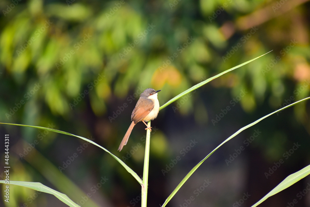 Beautiful little bird on the grass , closeup of ashy prinia , The ashy prinia or ashy wren-warbler is a small warbler in the family Cisticolidae Beautiful little bird on the grass , closeup of ashy prinia , The ashy prinia or ashy wren-warbler is a small warbler in the family Cisticolidae