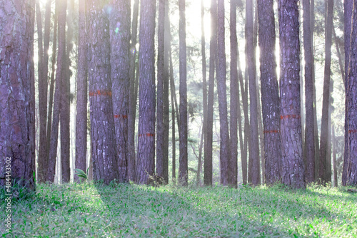 green grass in pine forest.