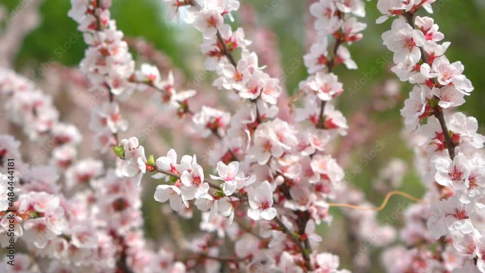 Cherry blossoms. Cherry bushes in spring in a park in the Far East of Russia. Cherry blossoms. Cherry bushes in spring in a park in the Far East of Russia.