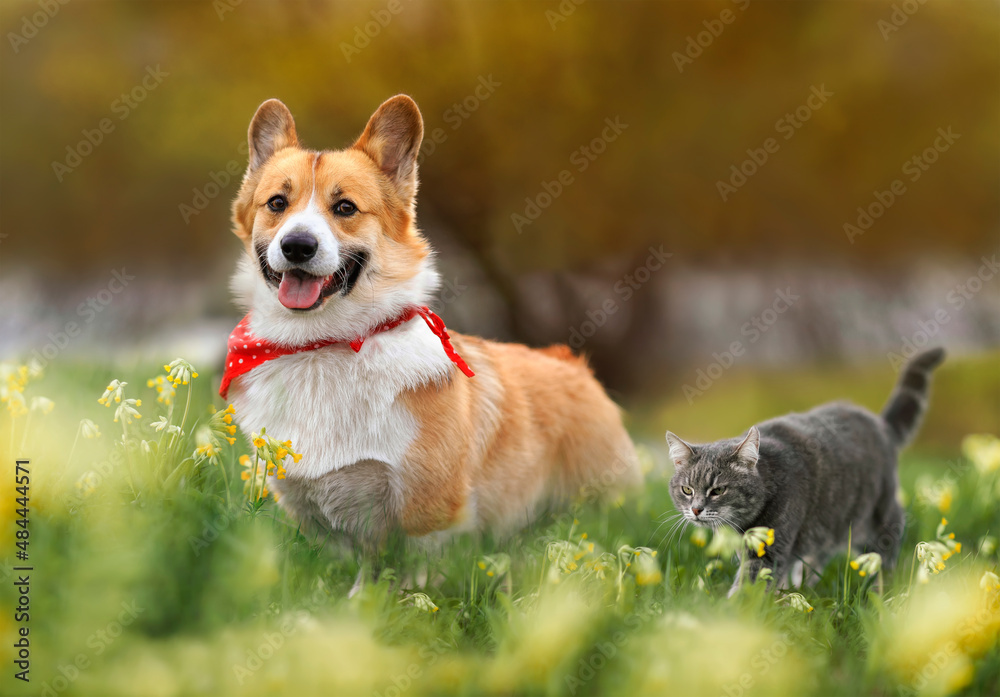 cute fluffy friends cat and puppy corgi pembroke walk on a blooming sunny meadow cute fluffy friends cat and puppy corgi pembroke walk on a blooming sunny meadow
