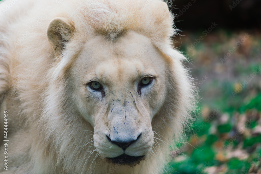 Fototapeta premium Closeup beautiful portrait of an African Lion.