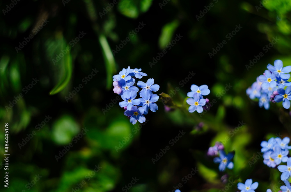 Spring flowers. Forget-me-not flowers in a garden, top view Spring flowers. Forget-me-not flowers in a garden, top view