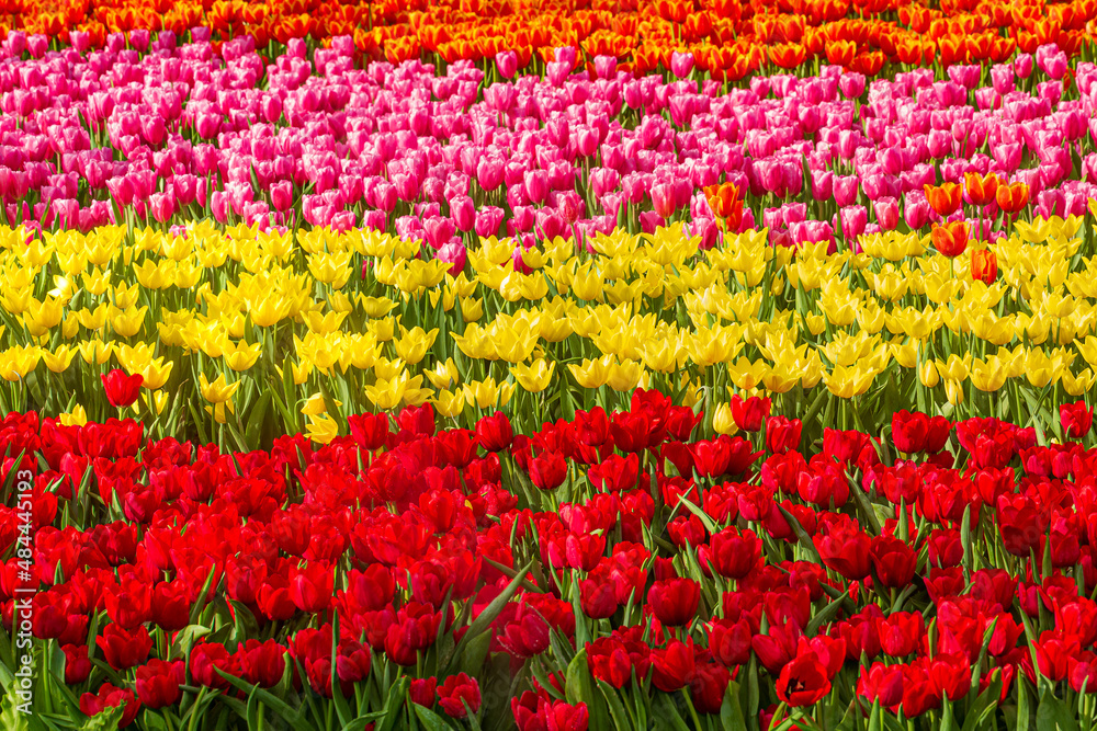 Multi Colored Tulip Background,Tulip field in Netherlands,Lisse, Netherlands, Agricultural Field, Agriculture, April