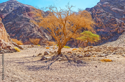 The camel thorn trees in Masiv Eilat Nature Reserve, Israel photo