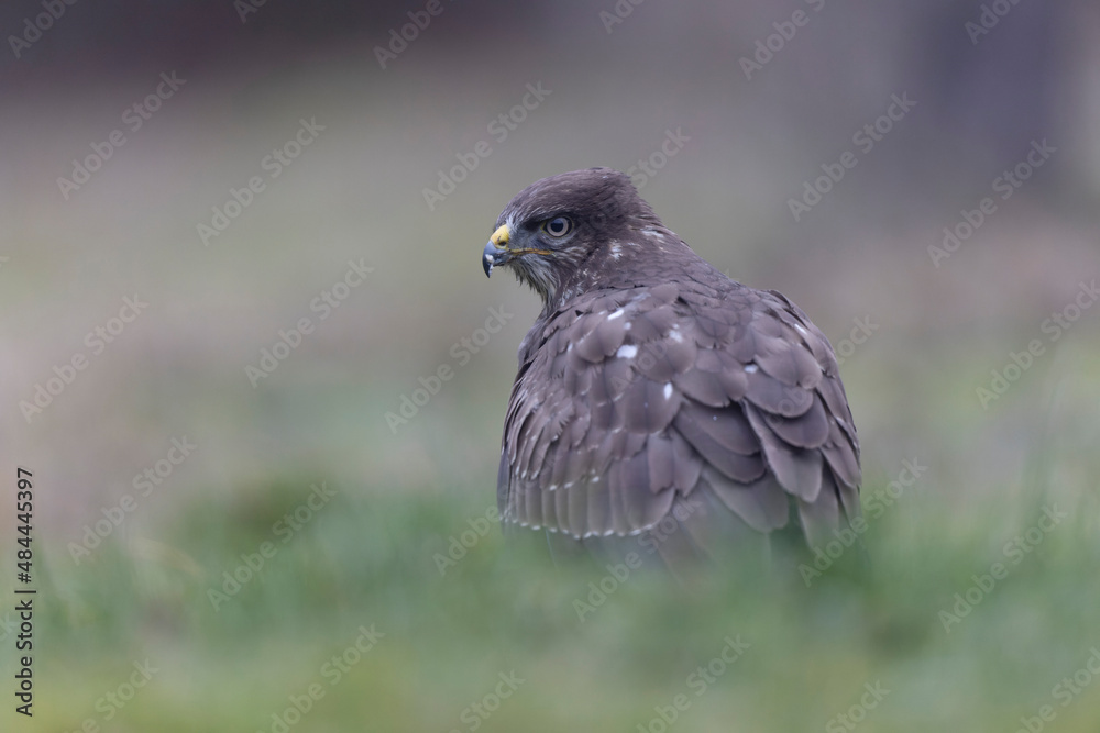 Common Buzzard Buteo buteo in close view Common Buzzard Buteo buteo in close view