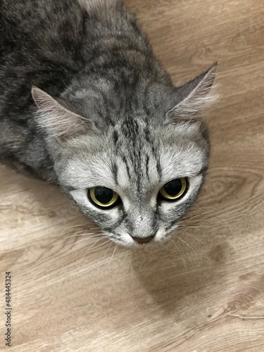 portrait of a cat