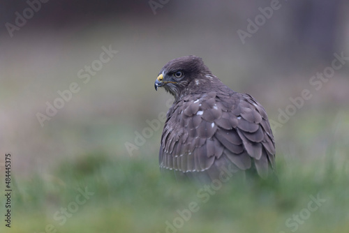 Common Buzzard Buteo buteo in close view © denis