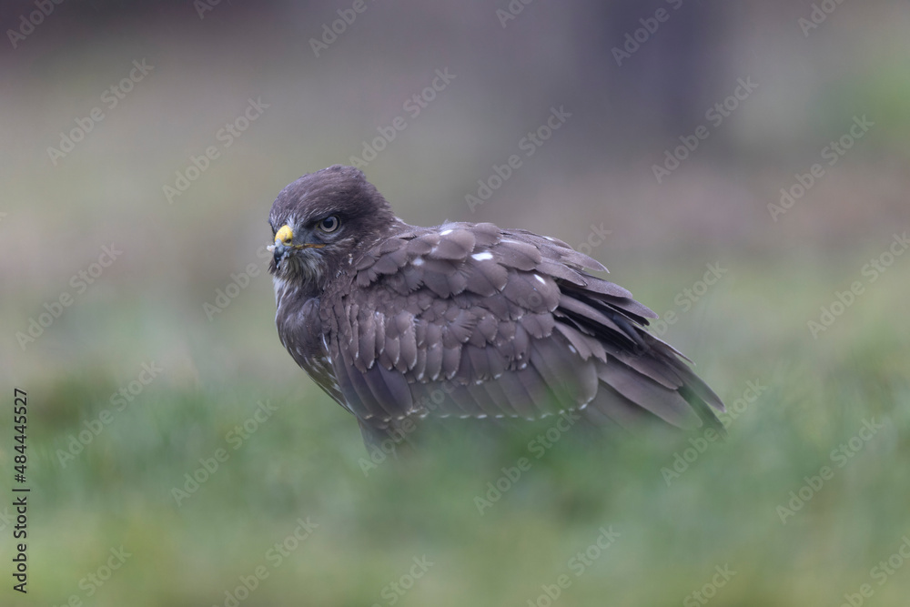 Common Buzzard Buteo buteo in close view Common Buzzard Buteo buteo in close view