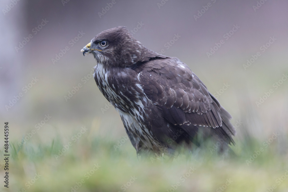 Common Buzzard Buteo buteo in close view Common Buzzard Buteo buteo in close view