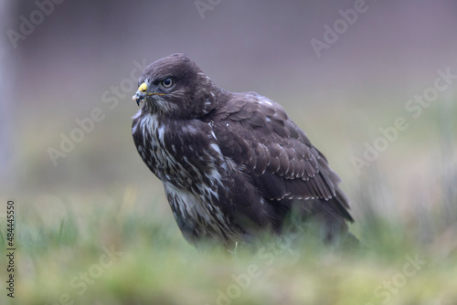 Common Buzzard Buteo buteo in close view