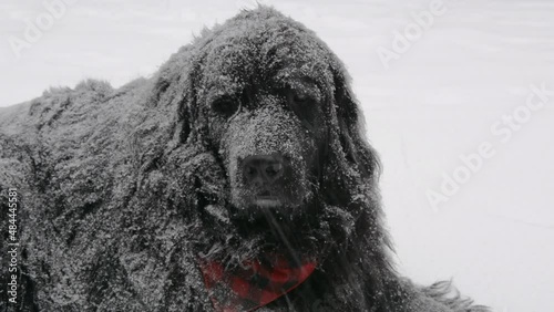 Bear, a purebred Newfoundland dog lays in the snow during the middle of a New England Nor' easter blizzard