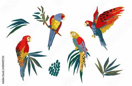 Vector illustrations of parrots and tropical leaves. Clipart, isolated elements.