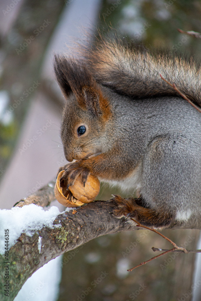 Obraz premium squirrel in the park