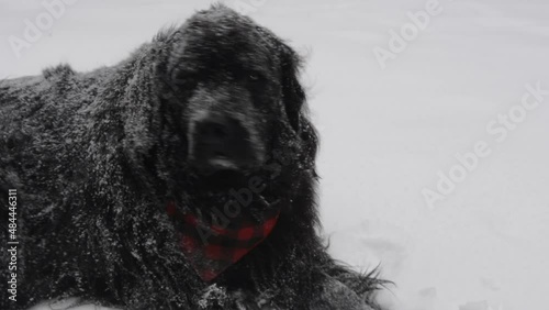 Bear, a purebred Newfoundland dog lays in the snow during the middle of a New England Nor' easter blizzard