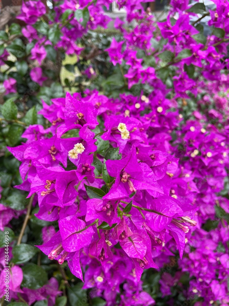 Blooming pink purple flowers