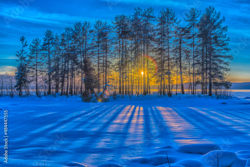 winter  pine trees  sun and snow