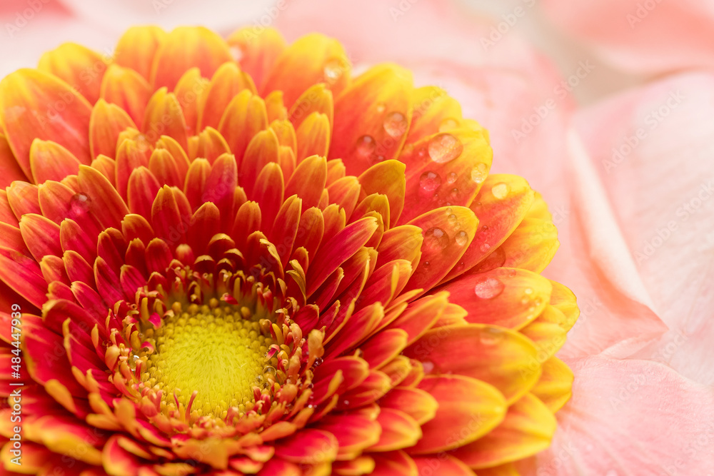 Gerbera with water drops on rose petals. Gerbera with water drops on rose petals.