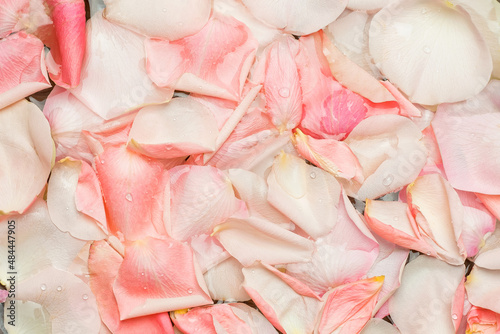 Texture of rose petals floating in water.