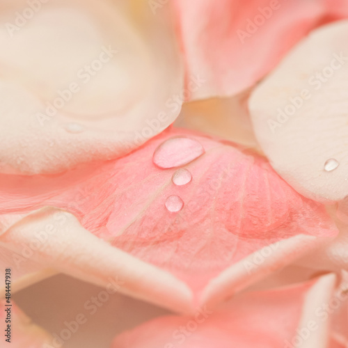 Water drops on the rose petals.