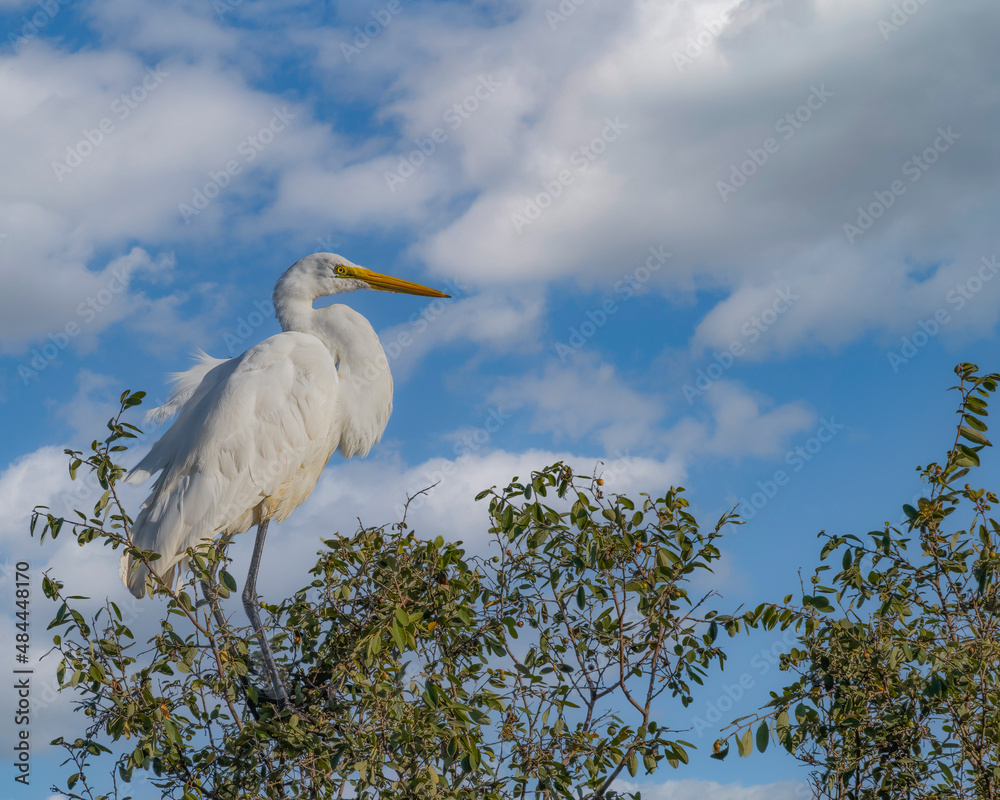 An egret perched on top of a tree enjoying the sunrise An egret perched on top of a tree enjoying the sunrise