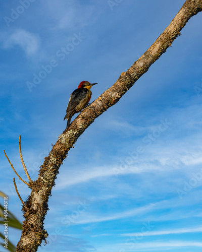 A woodpecker perched on a tree trunk enjoying the morning sun photo