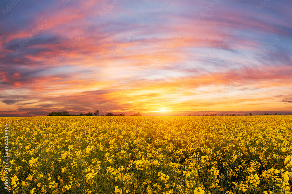 Fototapeta premium blooming yellow rape, oil canola or colza field at vibrant and colorful sunset