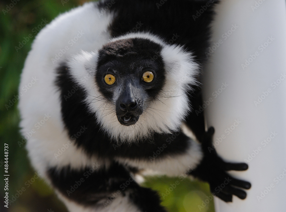 Fototapeta premium Lemur on side of pole closeup.