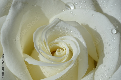 Fototapeta Naklejka Na Ścianę i Meble -  White rose close up