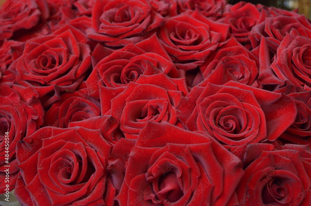 Fototapeta premium Red roses closeup