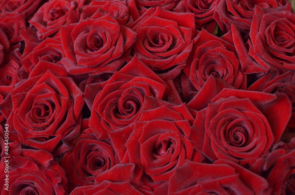 Red roses closeup Red roses closeup