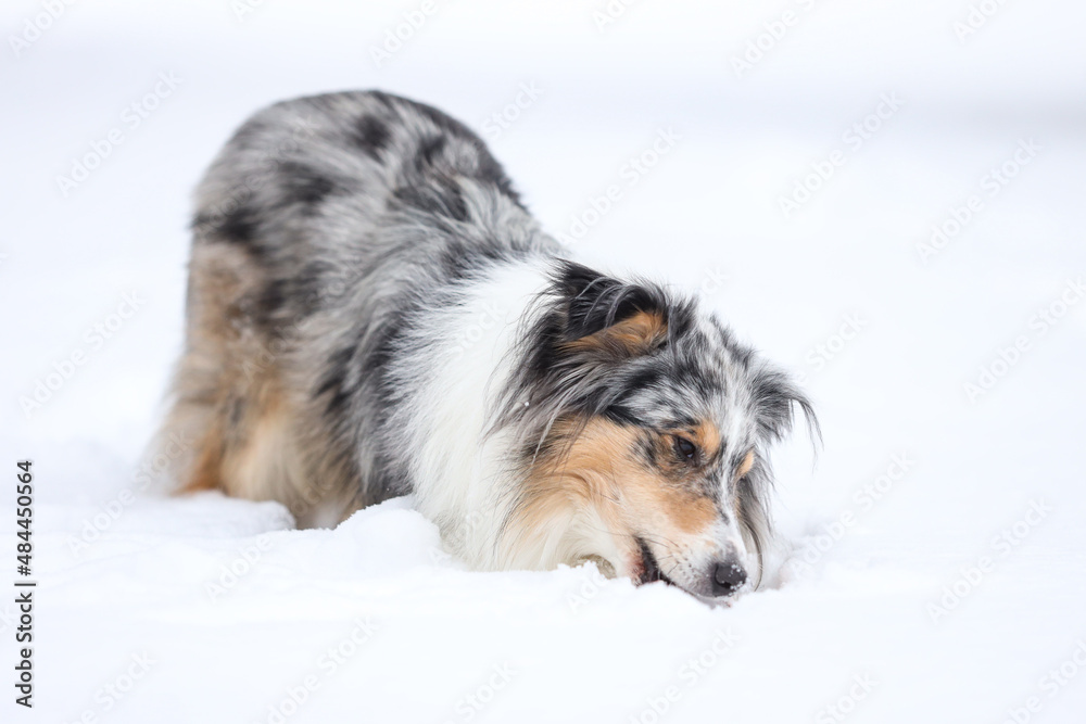 Beautiful blue merle boy dog standing in winter wonderland snow. Beautiful blue merle boy dog standing in winter wonderland snow.