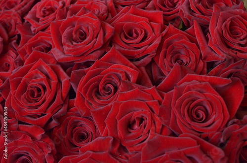 Red roses closeup