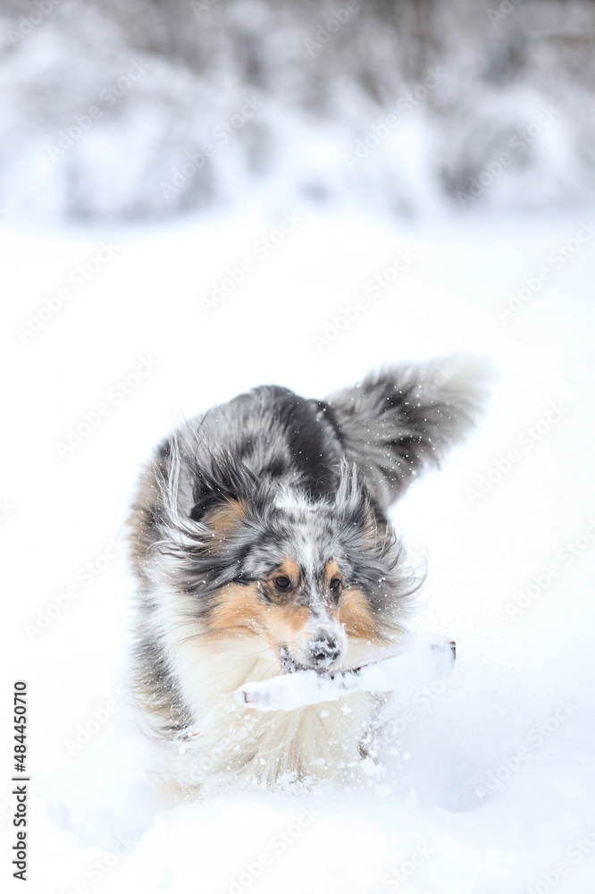 Blue merle shetland sheepdog standing with small wood stick in mouth.