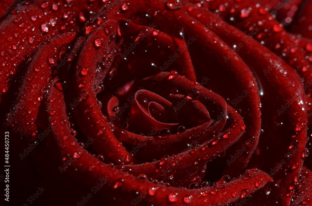 Naklejka premium Red rose with water drops closeup