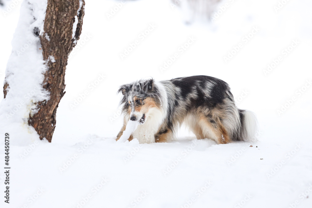 Beautiful blue merle boy dog standing in winter wonderland snow. Beautiful blue merle boy dog standing in winter wonderland snow.