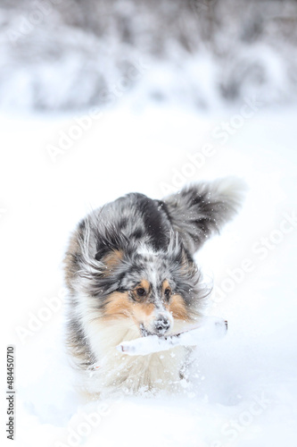 Blue merle shetland sheepdog standing with small wood stick in mouth. © Artūrs Stiebriņš