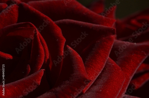 Fototapeta Naklejka Na Ścianę i Meble -  Red rose closeup
