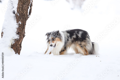 Beautiful blue merle boy dog standing in winter wonderland snow.