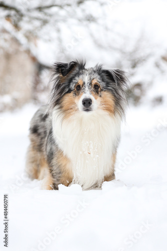 Beautiful blue merle boy dog standing in winter wonderland snow. © Artūrs Stiebriņš