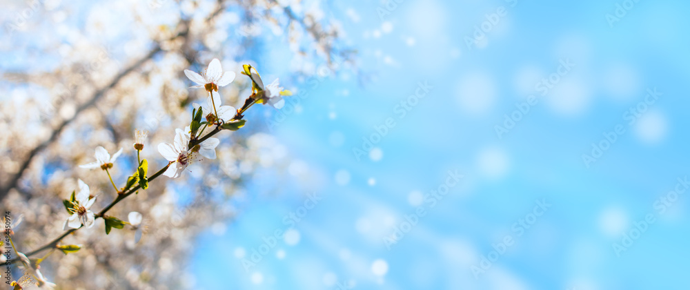Spring nature background with cherry blossoms