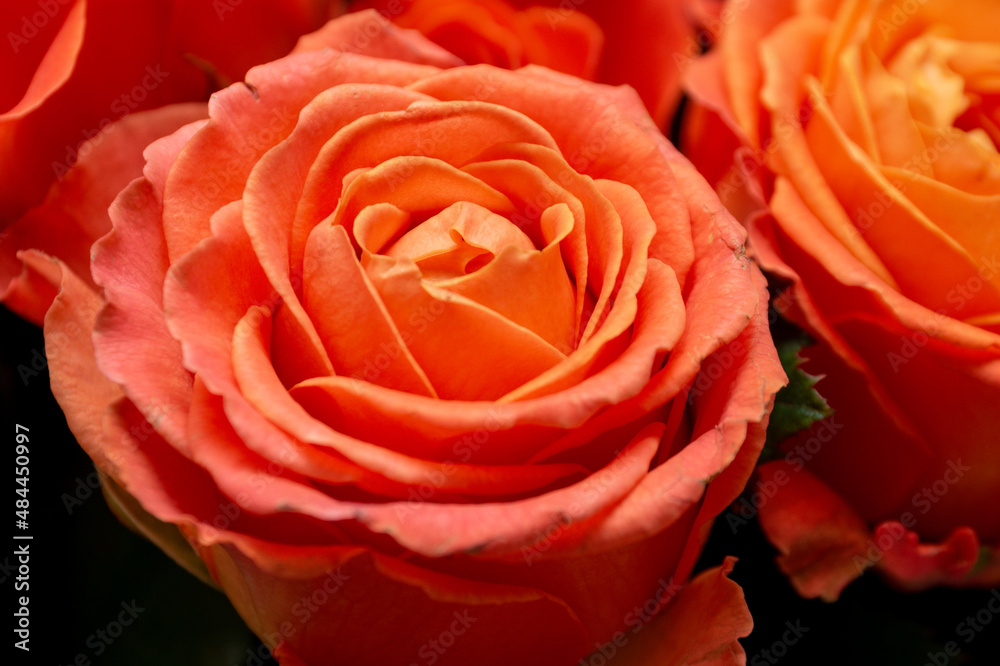 Close-up of an orange clarence rose bud in a bouquet of other clarence roses Close-up of an orange clarence rose bud in a bouquet of other clarence roses