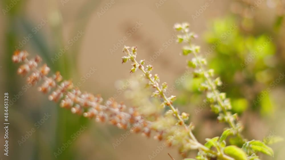 Closeup shot of flowers of Tulsi plant. Leaves and flowers of Ocimum sanctum are used for Ayurvedic medicines Closeup shot of flowers of Tulsi plant. Leaves and flowers of Ocimum sanctum are used for Ayurvedic medicines