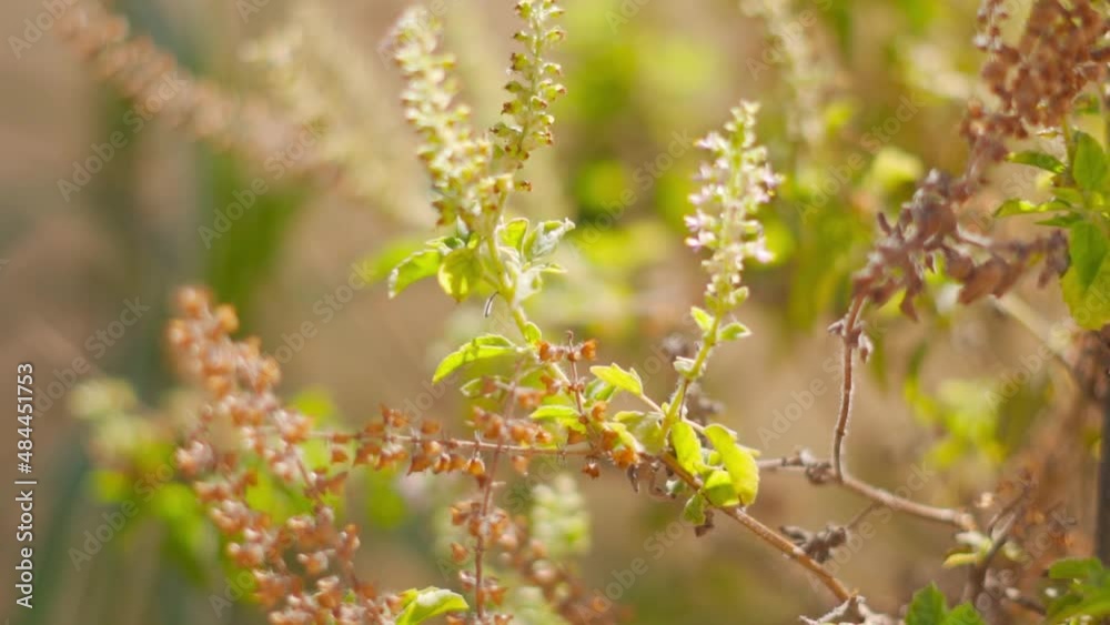 Closeup shot of flowers of Tulsi plant. Leaves and flowers of Ocimum sanctum are used for Ayurvedic medicines Closeup shot of flowers of Tulsi plant. Leaves and flowers of Ocimum sanctum are used for Ayurvedic medicines